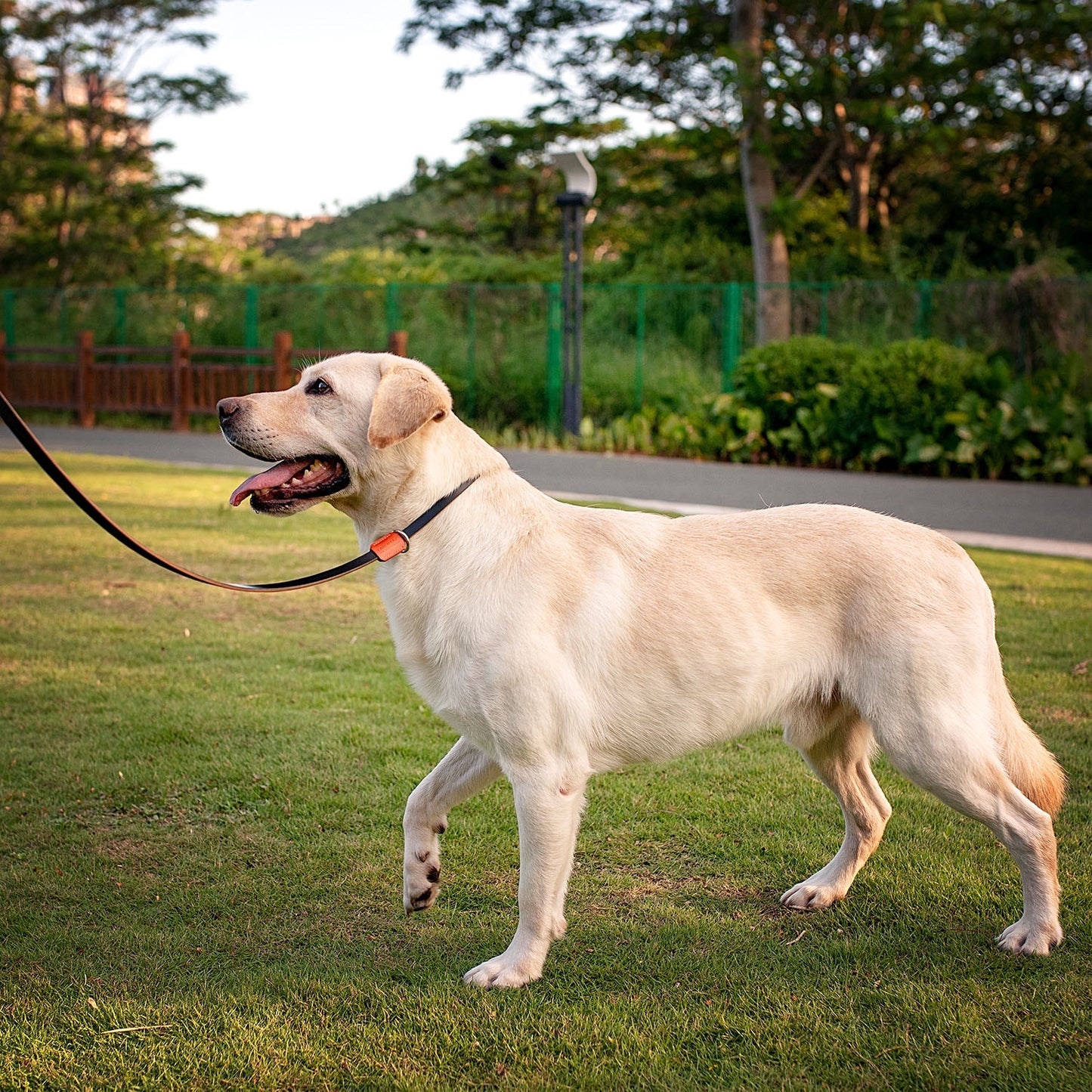 English Bridle Leather Dog Slip Lead Leash | Ready Made