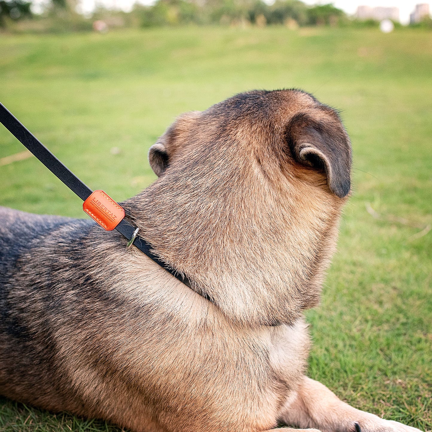 English Bridle Leather Dog Slip Lead Leash | Ready Made