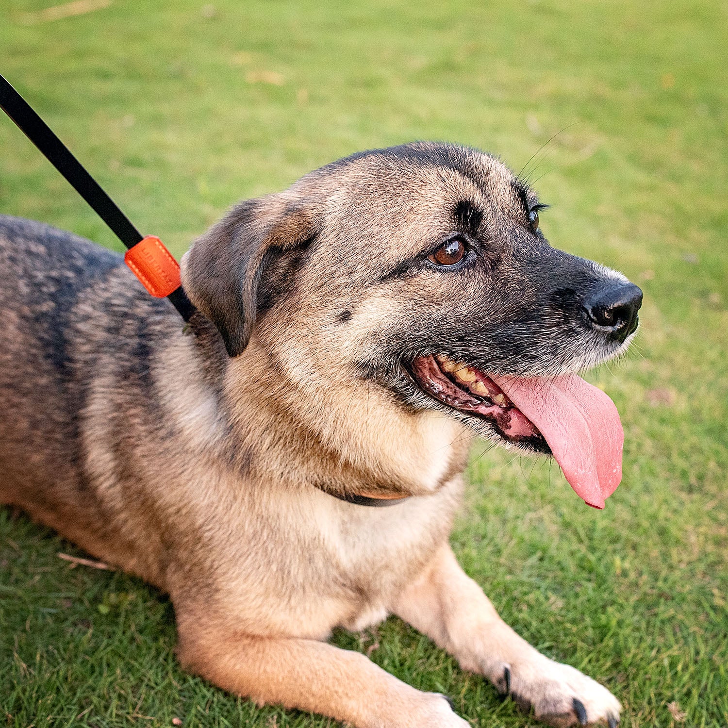 English Bridle Leather Dog Slip Lead Leash | Ready-to-Ship