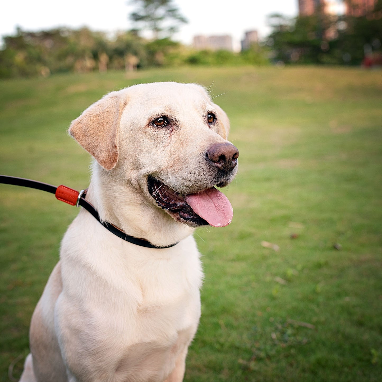 English Bridle Leather Dog Slip Lead Leash | Ready Made